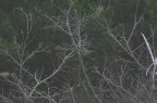 Birdwatching