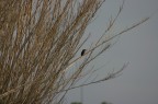Birdwatching