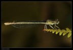 Libellula
