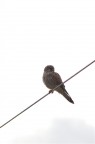 Gheppio