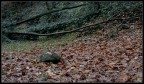Autumn Leaves