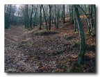 Tappeto autunnale