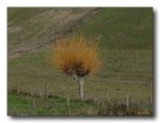 il salice