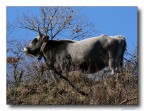 mucca di alta montagna