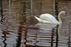 Un cigno, Vigevano (2006)
