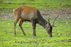 Sabato sera nella Riserva naturale di Monte Arcosu... due ore e mezza dentro il capanno!!!
Ciao,
Gio