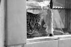 MIAO 2