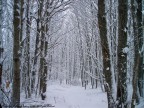 entrando nel bosco