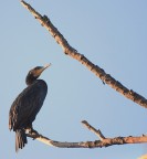 Il cormorano