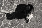 ombra canina