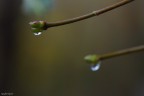 drop