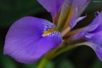 Lo stupendo fiore di un'iris....fiorisce sempre d'inverno di cui per non conosco il nome esatto (e non l'ho mai vista da altre parti!!)


Dati di scatto:
sigma 180 macro
1/250
f/7.1
iso 800
leggerissimo crop
mano libera - no post

Questa la dedico a tutti gli amici del forum, in attesa di migliore stagione per potervene dedicare una per ciascuno ;)


Graditissime le critiche!