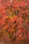 cespuglio autunnale