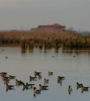 oche selvatiche nell'oasi di bando (FE) oche selvatiche nell'oasi di bando (FE)