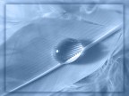 Foto scattata con Canon Eos20D e macro sigma 50mm

Pw: sharpen, desaturazione e viraggio leggero sull'azzurro

Perch ho sta fissazione delle gocce? :o

qui nello zip ci sono le varie risoluzioni da wallpaper
http://www.donia.it/foto/gallery/007wp.zip