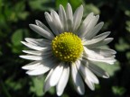 Prima macro