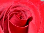 Il Cuore Della Rosa Il Cuore Della Rosa