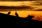 pavoni al tramonto