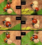Anche le coccinelle nel loro piccolo si divertono....