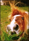 cavallo goloso...e anche un p punk!