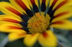 macro + d70

(banalissima, per nessuno nasce imparato!)