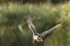 lanario in volo
