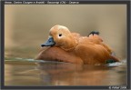 Racconigi_2
