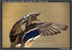 Racconigi_4