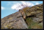 Il Free Climber. Col del Nivolet, 2600 mt, Parco Nazionale d