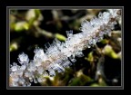 ice...