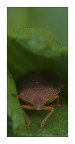cimice segnalibro