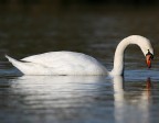 Cigno
