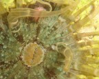 Anemone