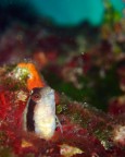 Mosca bianca