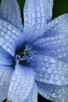 gocce e fiore fiore e gocce