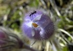 In cima al fiore