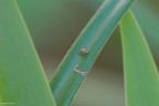 On the leaf