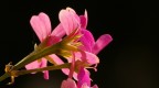 pentax k100d smc 200/4
1/250- f 5,6
ritaglio