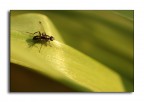 formica alata
