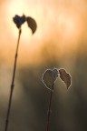 luce del mattino