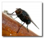 Mosca in controluce