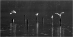 darkbay