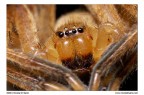 Tegenaria
