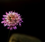 Fiore complesso Dedicato alle donne semplici