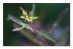 Epsylon plantae