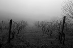 Vigneto bn