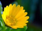Daisy