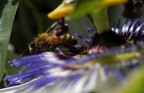 &quot;Bee&quot; passional.