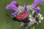 rosso e viola