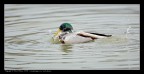 Racconigi, questa domenica...
Nikon D2X + 300 f/2.8